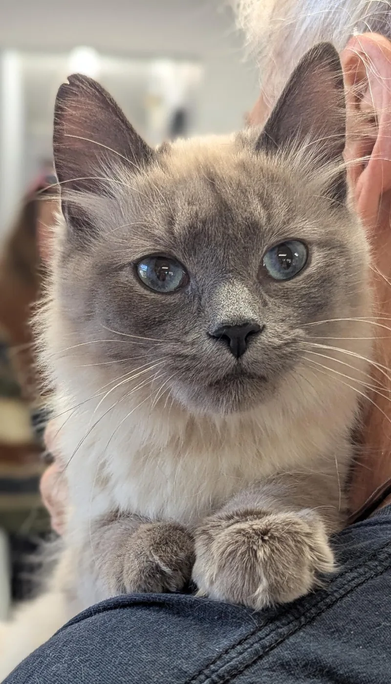 A young medium-sized female Lilac Point Siamese cat named Mingo for adoption in Mount Vernon, OH