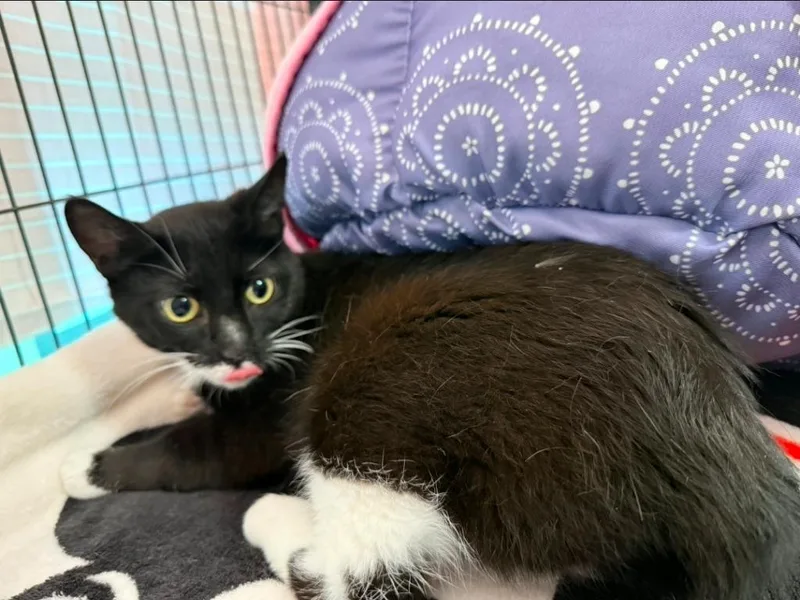An adult medium-sized female Domestic Short Hair cat named Lemonita for adoption in Hamilton, OH