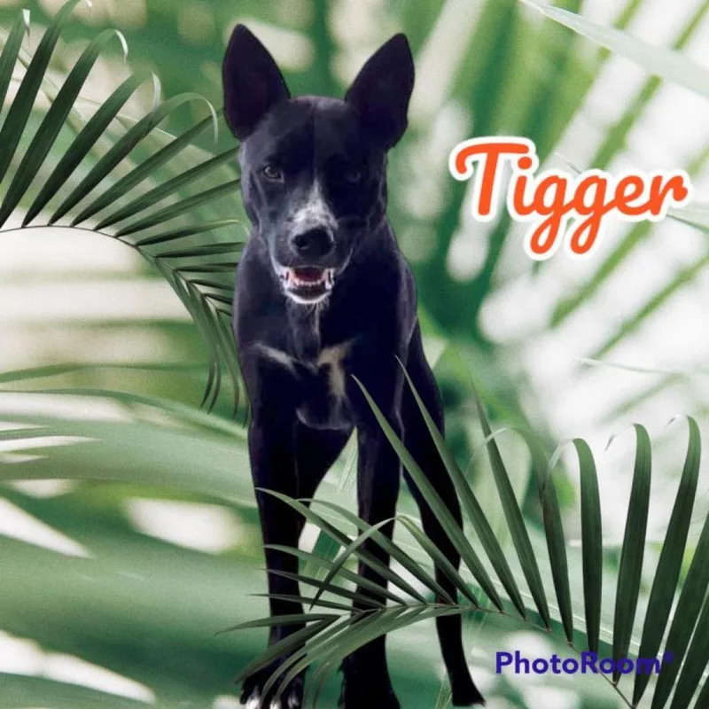 Tigger thumbnail 5