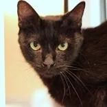 An adult medium-sized male Black Domestic Short Hair cat named Zinger for adoption in Hilliard, OH