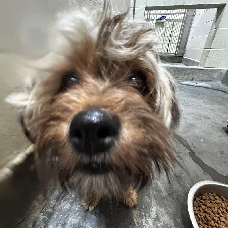 An adult small-sized female Brown / Chocolate Terrier dog named Iepastray for adoption in Upland, CA