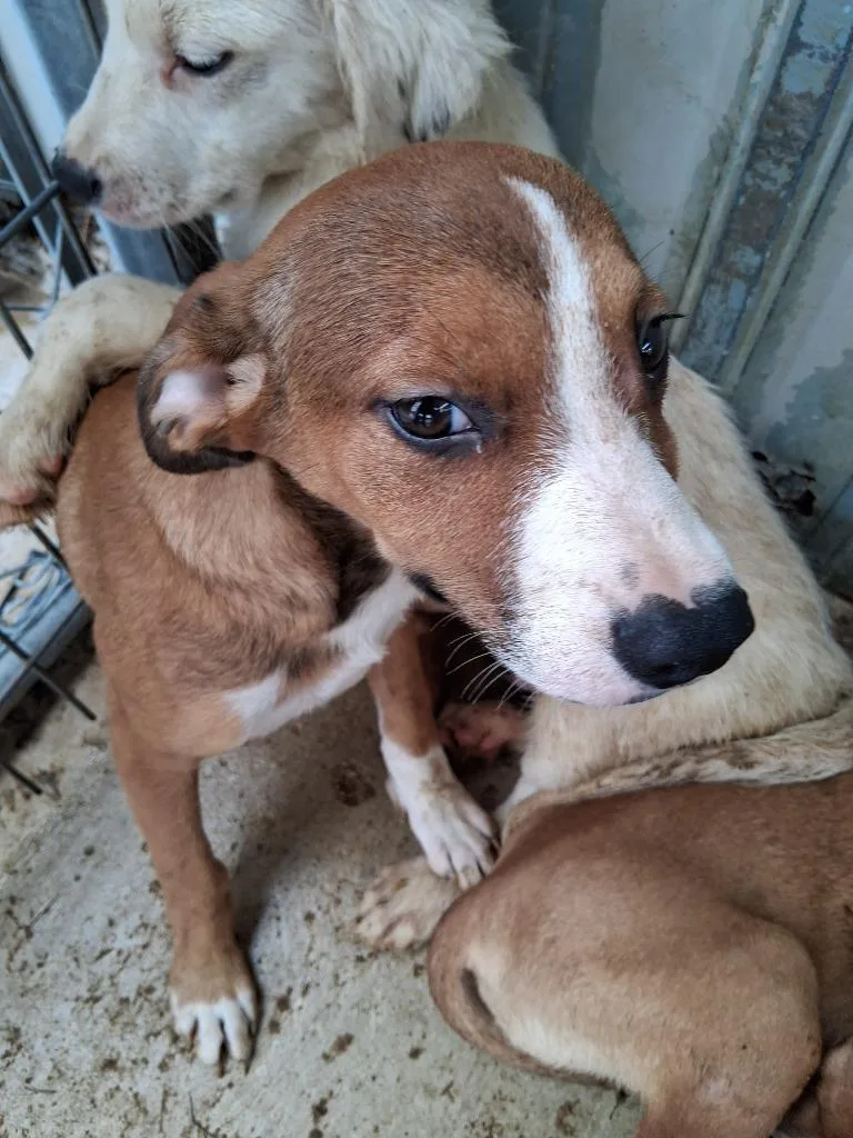 A baby small-sized male Terrier dog named Shredder for adoption in Brownwood, TX