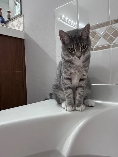 A young medium-sized female Domestic Short Hair cat named Blueberry for adoption in Thatcher, AZ