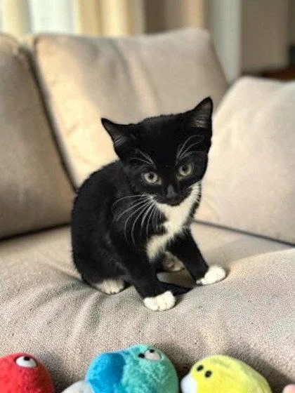 A young medium-sized female Black Domestic Short Hair cat named Alice for adoption in Sullivan, IN