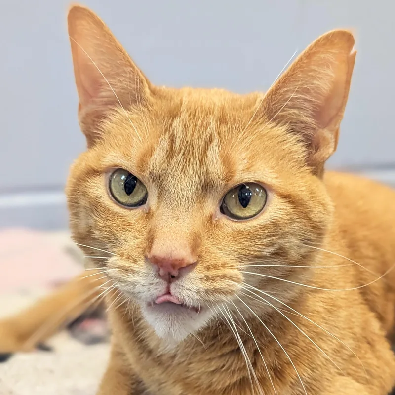 An adult large-sized male Tabby (Orange / Red) Domestic Short Hair cat named Tiny Reduced Fee for adoption in Jefferson, WI