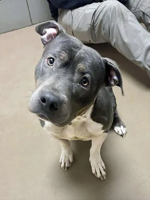 An adult medium-sized female Gray / Blue / Silver Mixed Breed dog named Maddie for adoption in Nashville, TN