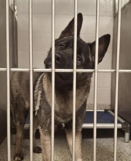 A young large-sized male Akita dog named Koda for adoption in Atlanta, GA