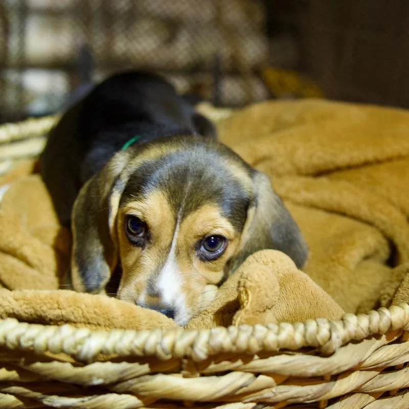A baby small-sized male Beagle dog named Ace for adoption in Riverside, CA