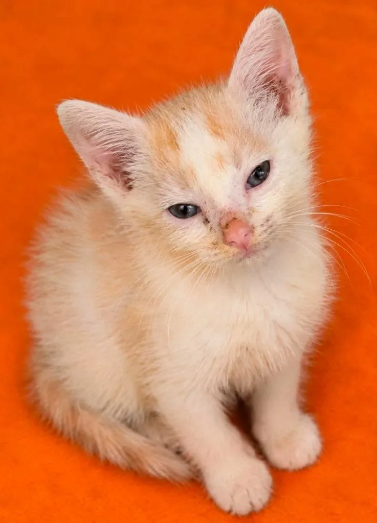 A baby small-sized male Domestic Short Hair cat named Ophelia for adoption in Columbia, TN