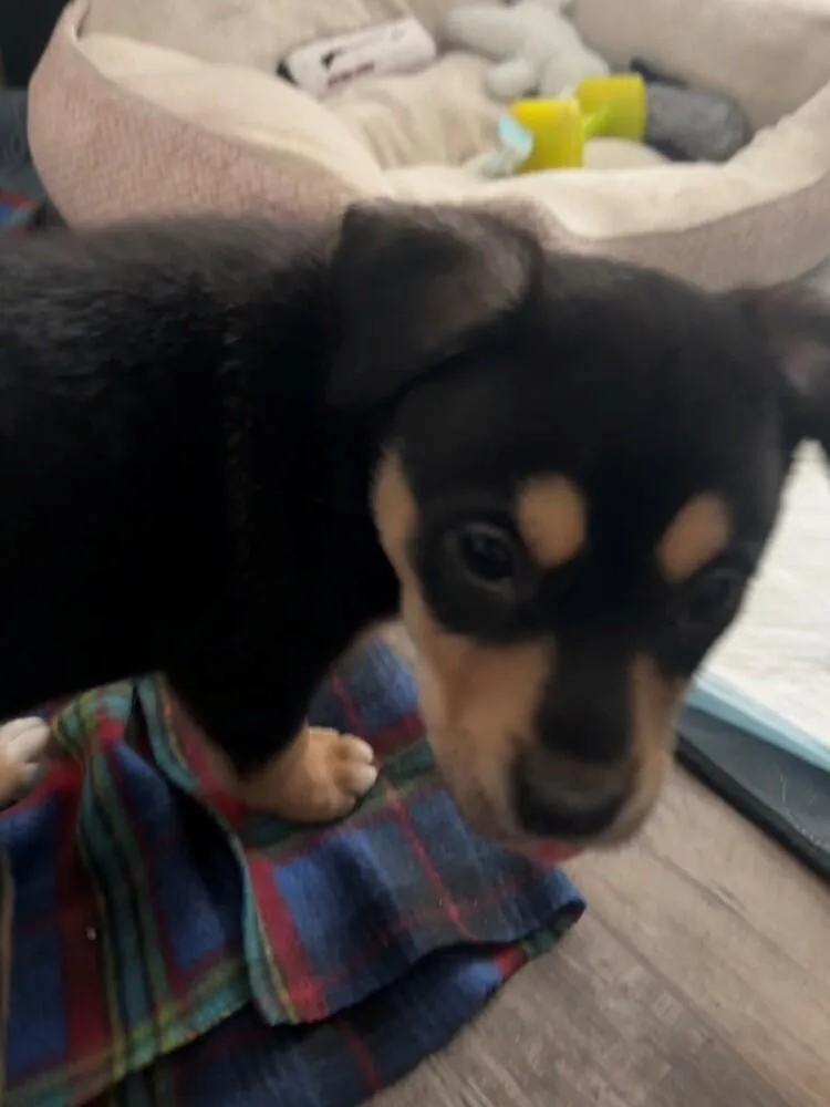 A baby medium-sized male Tricolor (Brown, Black, & White) Shepherd dog named Eko for adoption in Clinton Township, MI