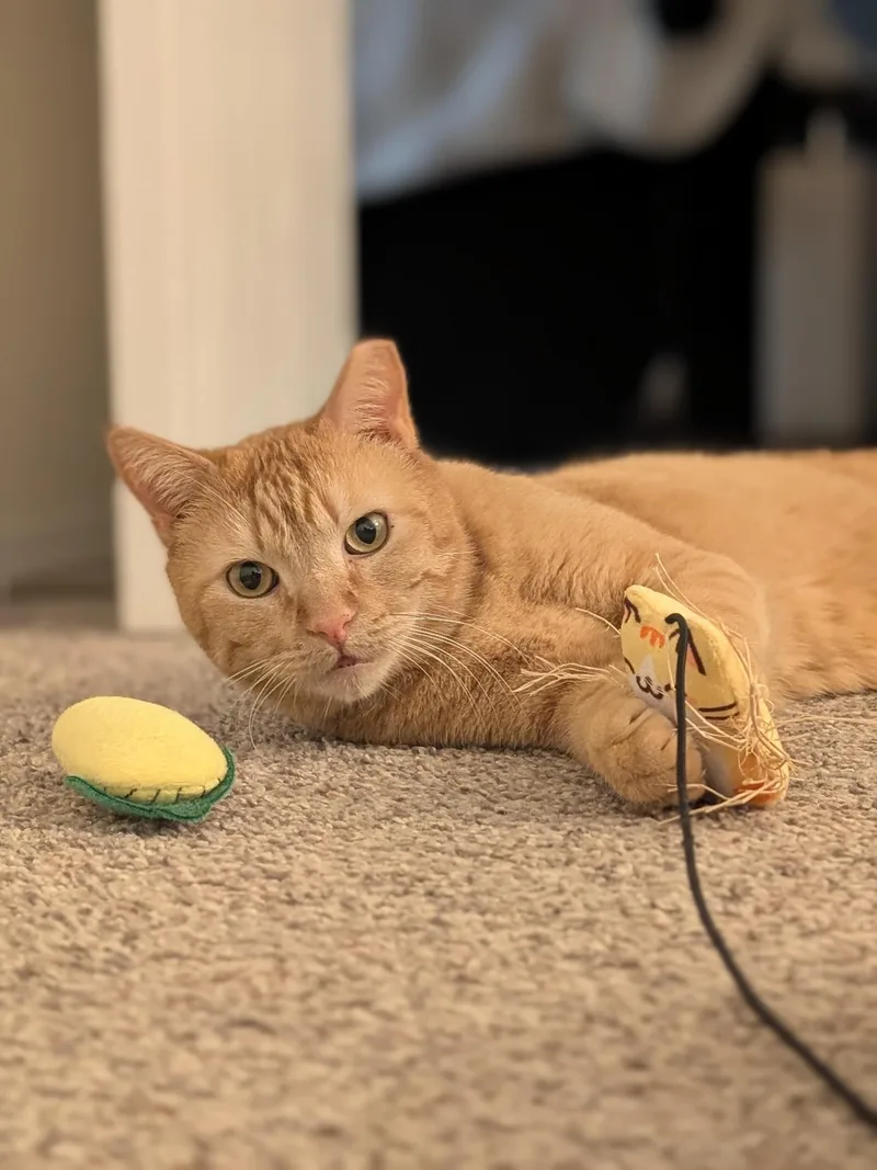 Chicken Nugget thumbnail 2