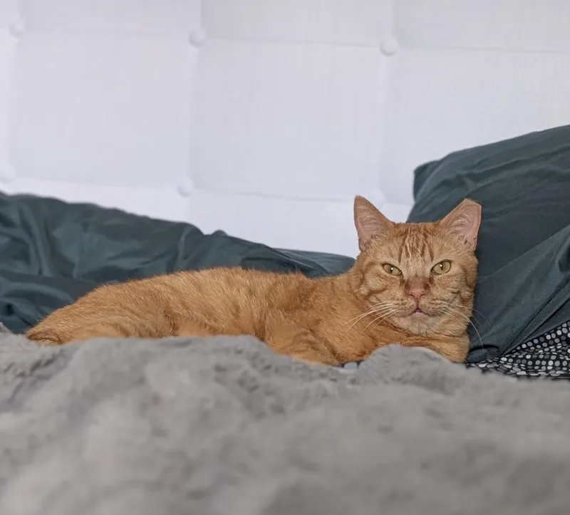 Chicken Nugget thumbnail 4