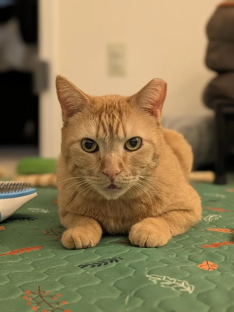 Chicken Nugget thumbnail 5