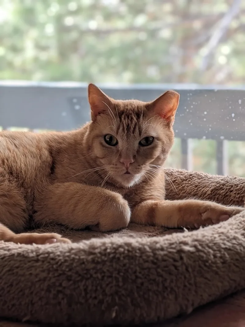 Chicken Nugget thumbnail 6