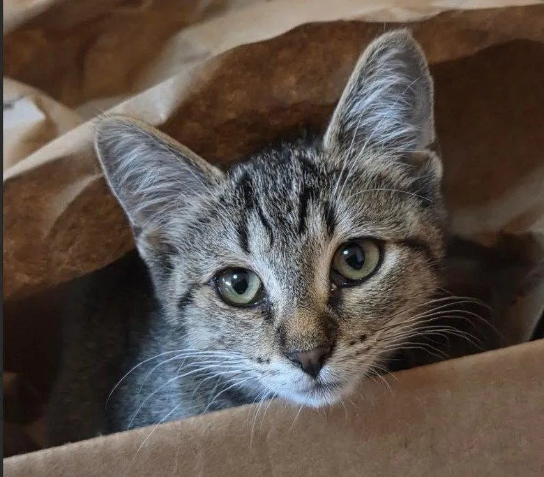 A baby small-sized female Domestic Short Hair cat named C Litter Jolene for adoption in Livonia, MI