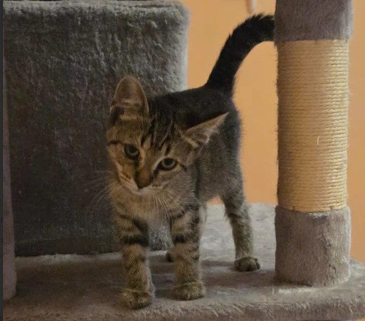 C Litter Jolene thumbnail 3
