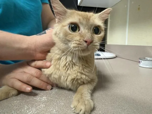 An adult small-sized female Domestic Long Hair cat named Hannah Montana for adoption in Salisbury, MD