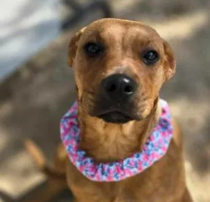 A young medium-sized female Labrador Retriever dog named Reese for adoption in Divide, CO