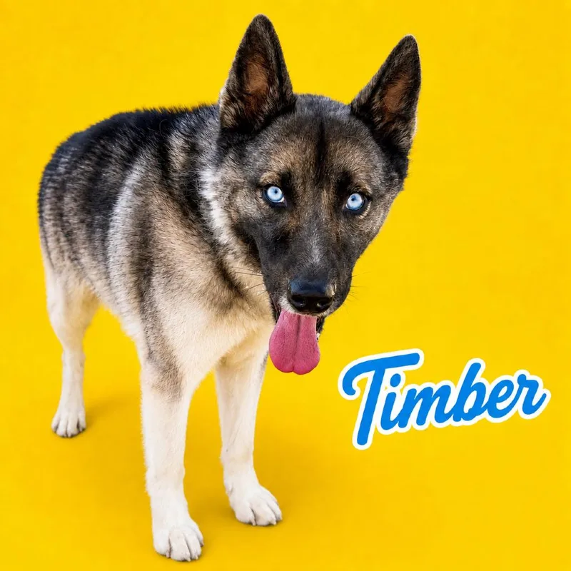 Timber