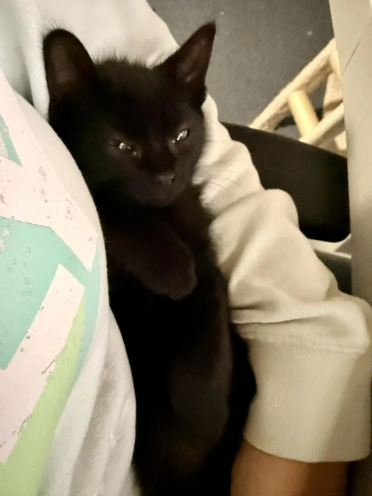 A baby small-sized female Black Domestic Short Hair cat named Gala for adoption in Bellingham, WA