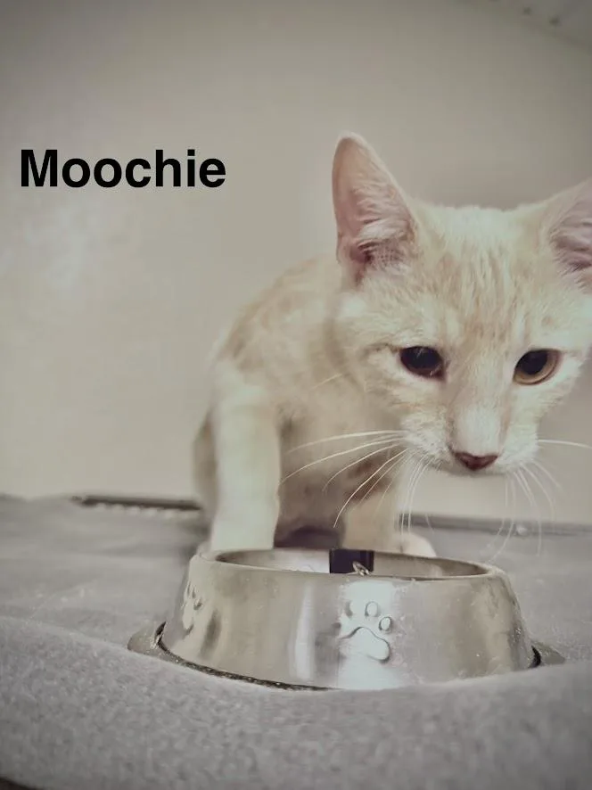 A baby medium-sized male Domestic Short Hair cat named Moochie for adoption in Zimmerman, MN