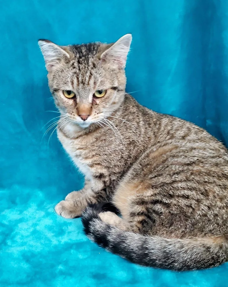 Itty Bitty Charlie thumbnail 2