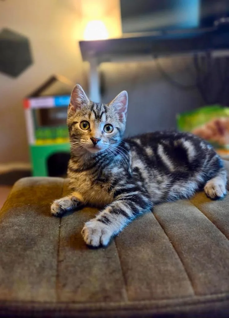 A baby small-sized male Domestic Short Hair cat named Roobarb for adoption in Gorham, ME