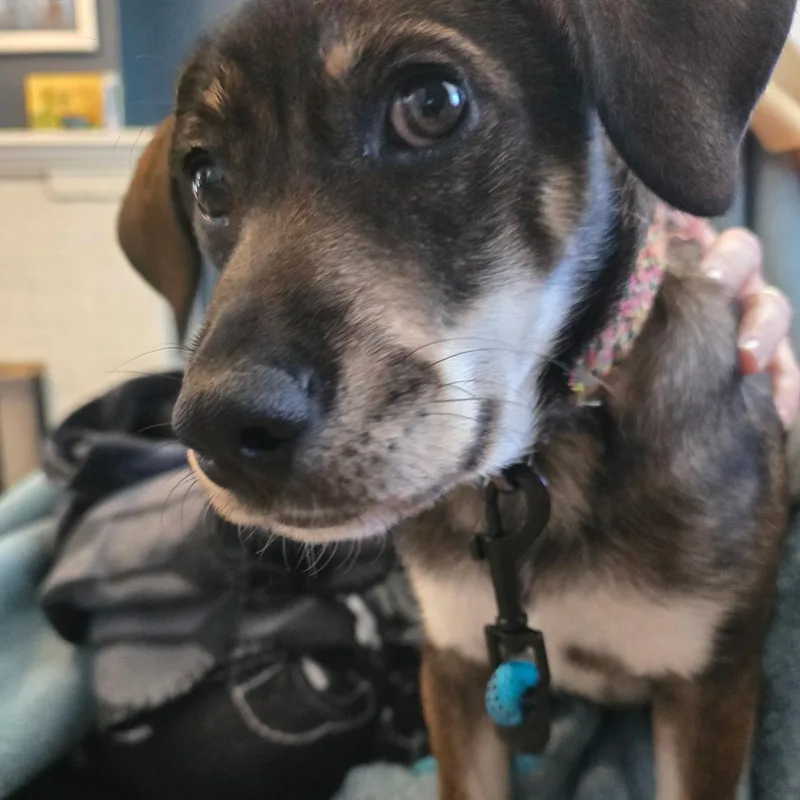 A baby medium-sized female Hound dog named Five for adoption in Richmond, VA
