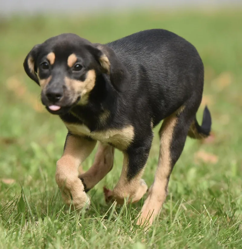 A baby medium-sized female Australian Shepherd dog named Twinkle for adoption in Mechanicsburg, PA