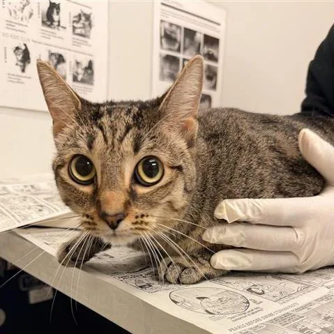 A young medium-sized female Domestic Short Hair cat named Lily for adoption in Jacksonville, FL