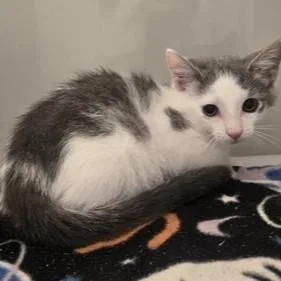 A baby medium-sized male Gray & White Domestic Short Hair cat named Taco for adoption in Phoenixville, PA