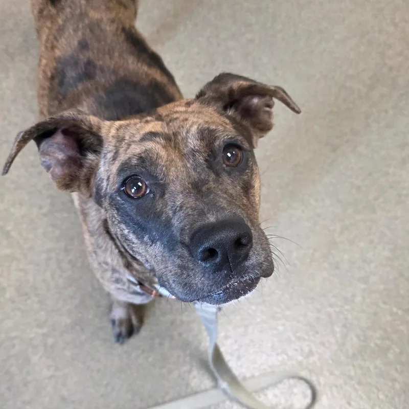 A young medium-sized female Brown / Chocolate Catahoula Leopard Dog dog named Dottie for adoption in Council Bluffs, IA