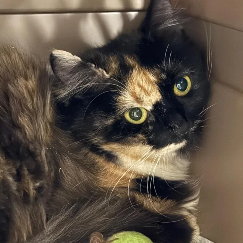 A young medium-sized female Calico Domestic Short Hair cat named Merrell for adoption in Salt Lake City, UT