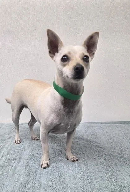 An adult small-sized male Chihuahua dog named Denver for adoption in Phoenix, AZ