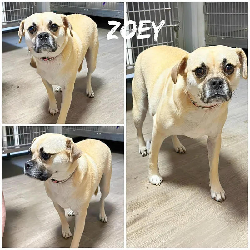 Zoey thumbnail 2