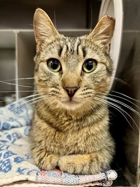 A young medium-sized male Domestic Short Hair cat named Oscar for adoption in York, SC