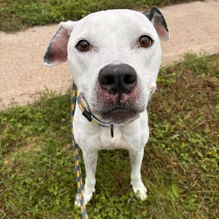 A senior large-sized female Mixed Breed dog named Harley for adoption in Davenport, IA