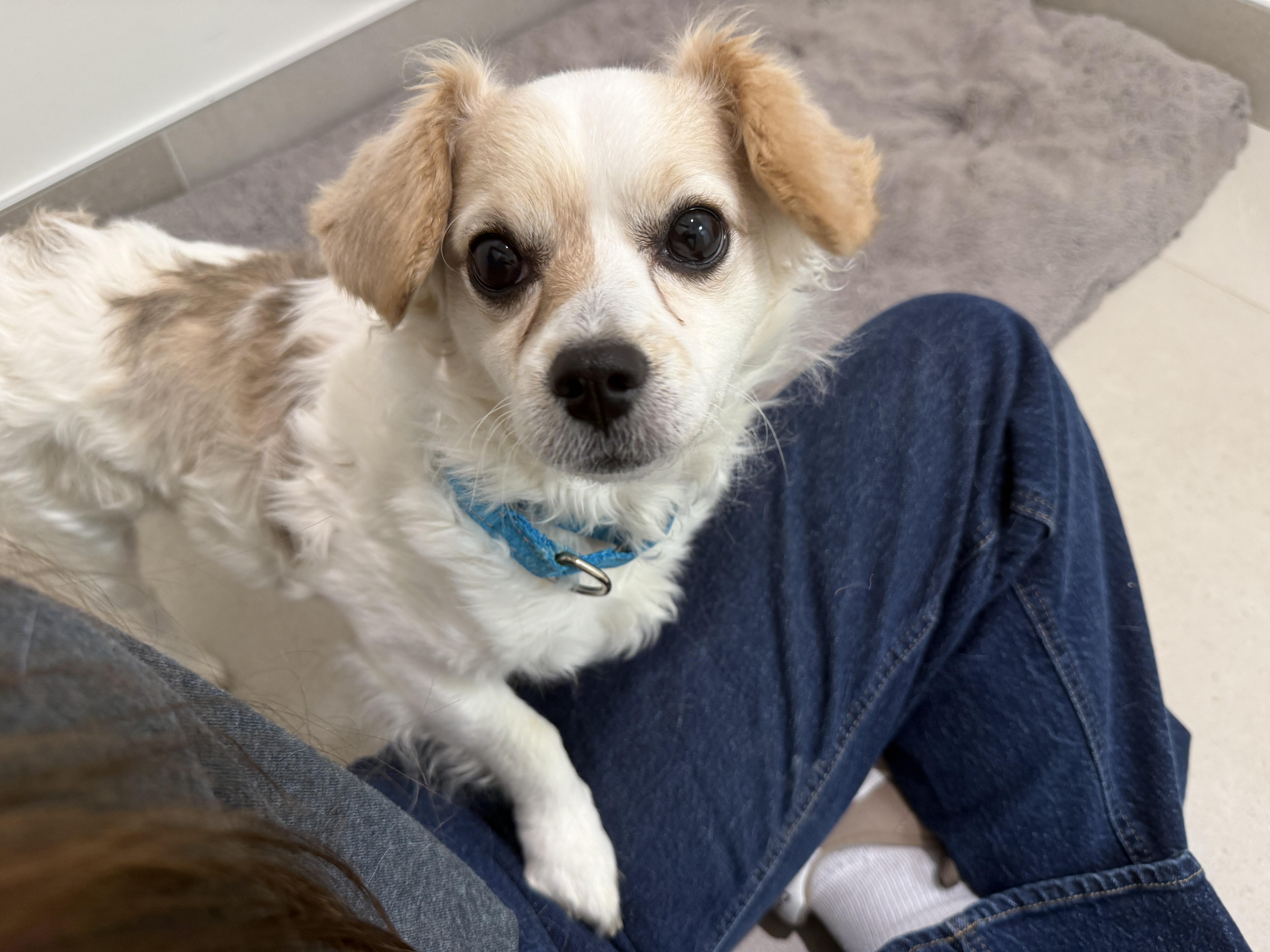 A young small-sized male Mixed Breed dog named Boulder for adoption in Evanston, IL