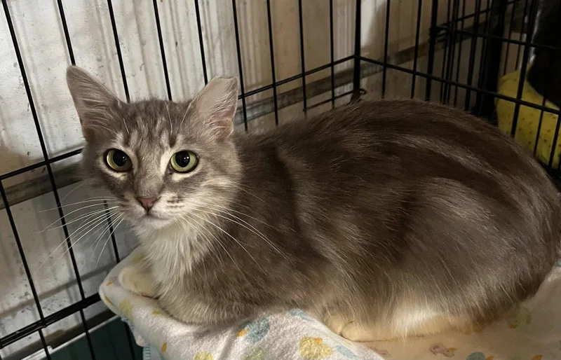 An adult medium-sized female Gray & White Domestic Medium Hair cat named Tiffany for adoption in Hammond, LA