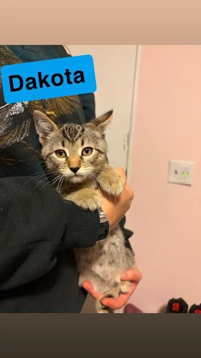 A baby medium-sized male Tabby (Brown / Chocolate) Domestic Short Hair cat named Dakota for adoption in Mokena, IL