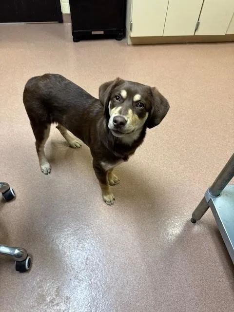 A young medium-sized female Catahoula Leopard Dog dog named Mimi for adoption in Cookeville, TN