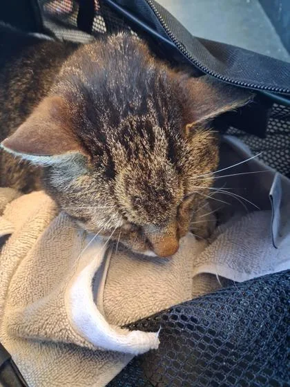 A senior small-sized male Domestic Short Hair cat named Carl for adoption in West Chester, PA