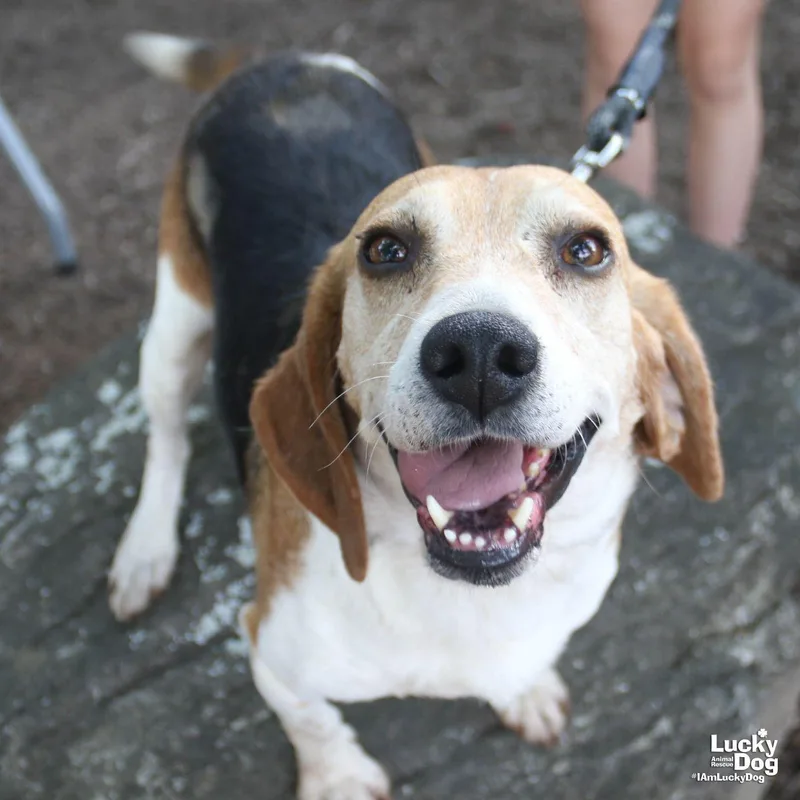 An adult small-sized male Beagle dog named Kermit for adoption in Washington, DC