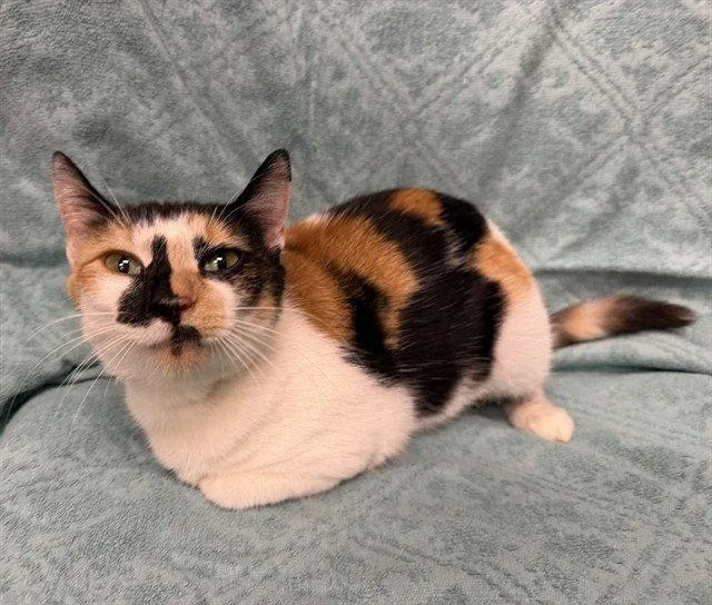 An adult medium-sized female Domestic Short Hair cat named Pumpkin Spice for adoption in Tavares, FL