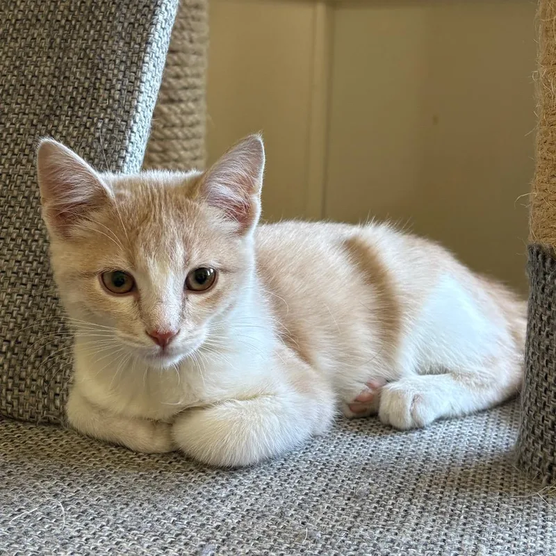 A baby small-sized male Orange / Red Domestic Short Hair cat named Biscuit for adoption in Grantsville, UT