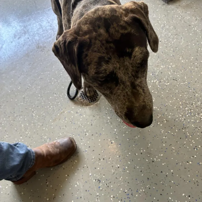 An adult large-sized male Gray / Blue / Silver Mixed Breed dog named Pebbles  off site for adoption in Danville, KY