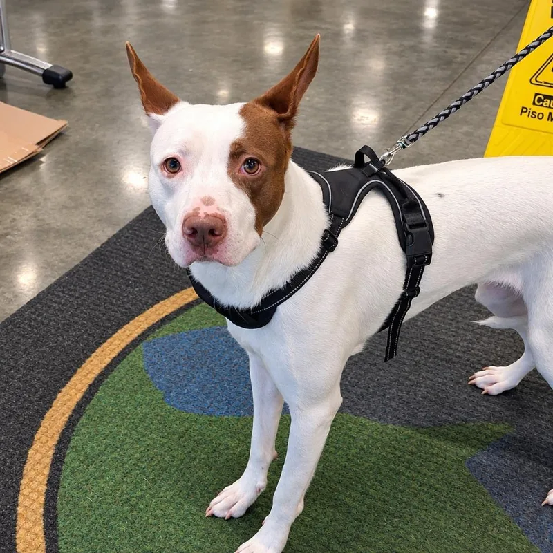 A young medium-sized male Pit Bull Terrier dog named Toadstool for adoption in Gautier, MS