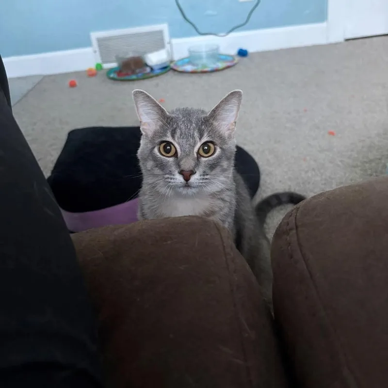 A young medium-sized female Gray / Blue / Silver Domestic Short Hair cat named Kellie Frizzle for adoption in Milan, IL