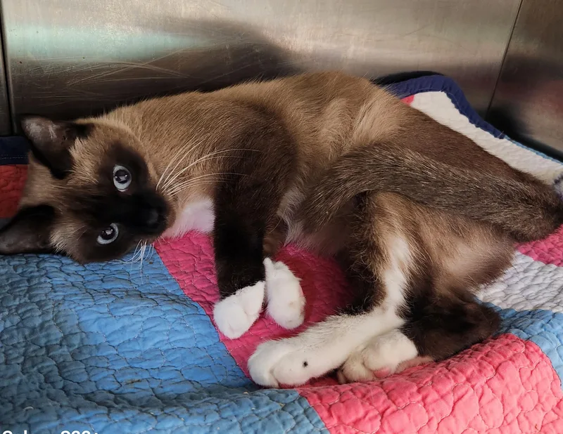 An adult medium-sized female Siamese cat named Ferrero for adoption in Siloam Springs, AR