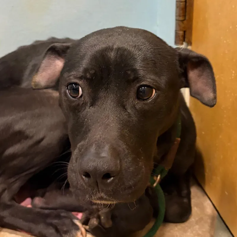 An adult medium-sized female Black Mixed Breed dog named Piglet for adoption in Chattanooga, TN